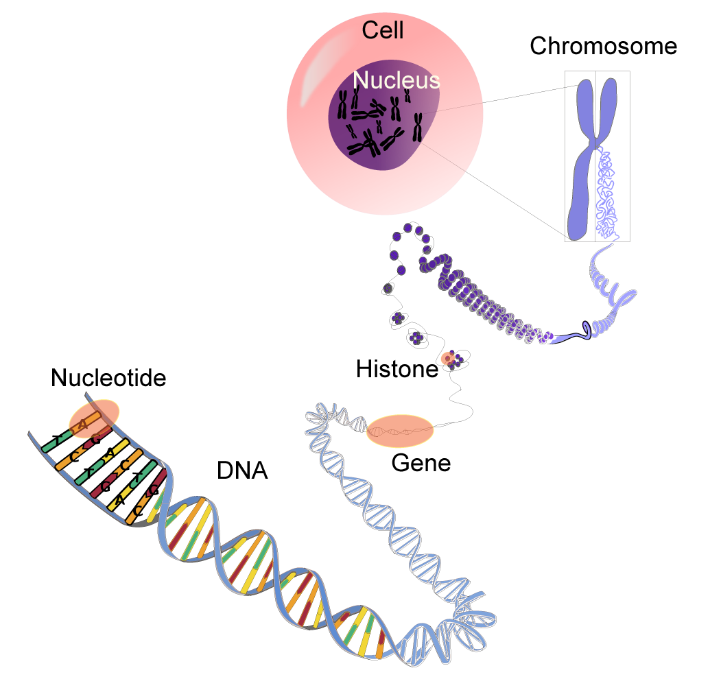 Visualization of DNA and related terminology in the cell. Shown in the image is the cell, nucleus, chromosome, histone, gene, DNA and nucleotide.